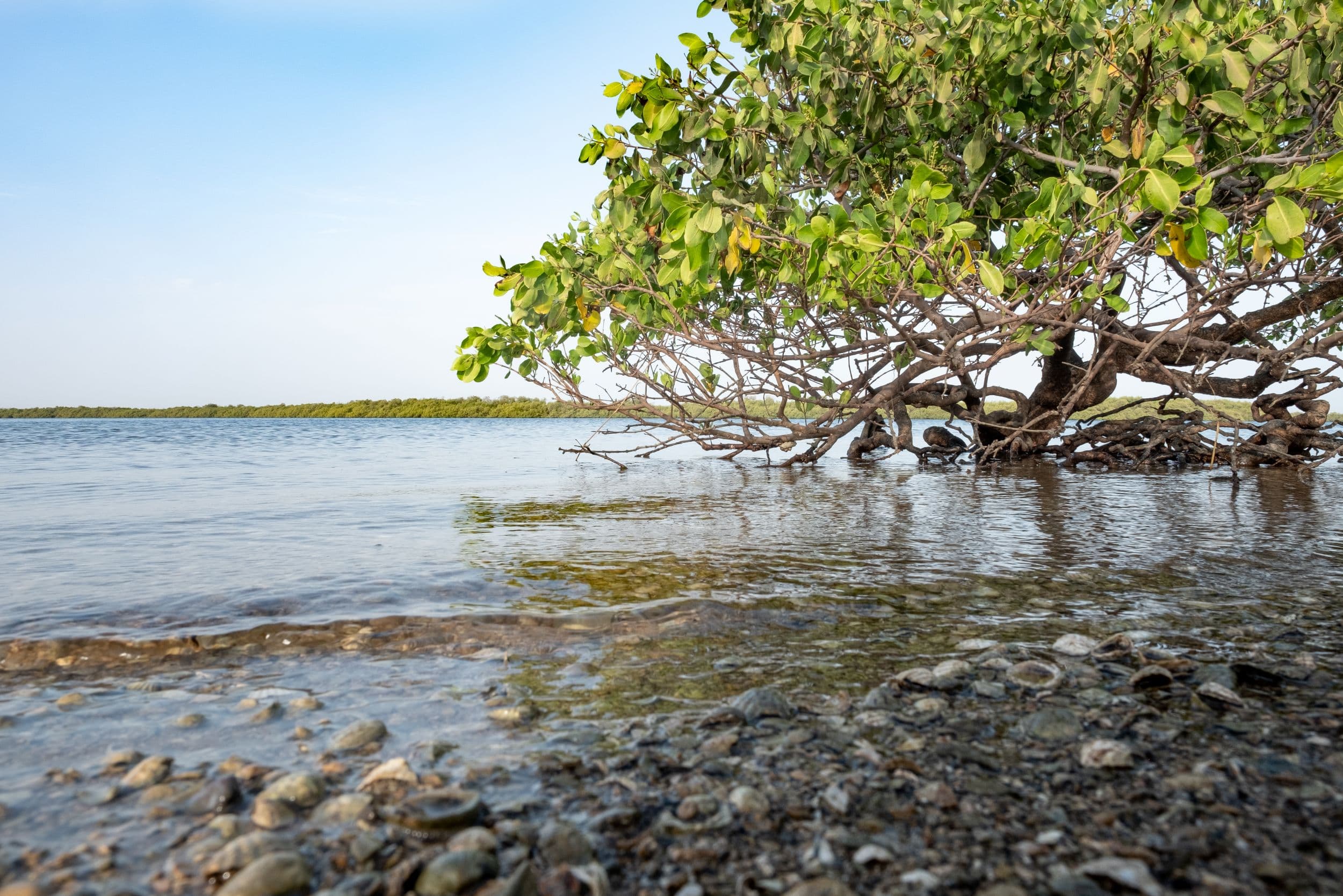 mangrove tree