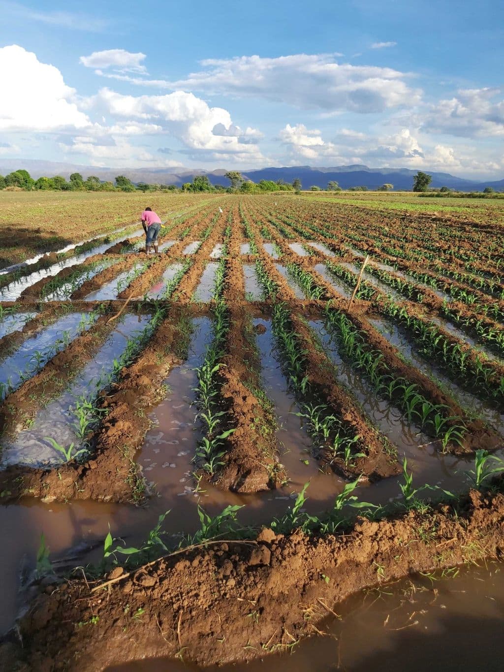 Perkera Irrigation plots