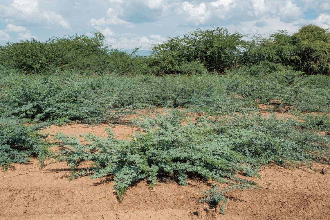 CIFOR-ICRAF